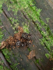 Cyathus