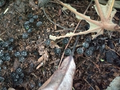 Cyathus