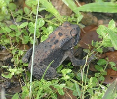 Duttaphrynus melanostictus