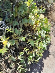 Oedera imbricata