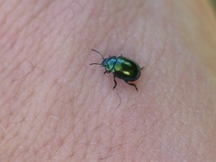 Chrysolina varians