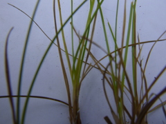 Carex rossii
