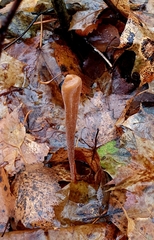 Macrotyphula fistulosa