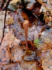 Macrotyphula fistulosa