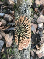 Hypocreopsis lichenoides