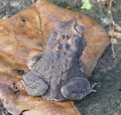 Duttaphrynus melanostictus