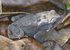 Duttaphrynus melanostictus