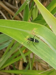 Hypselonotus interruptus