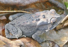 Duttaphrynus melanostictus