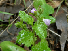 Veronica calycina