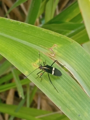 Hypselonotus interruptus
