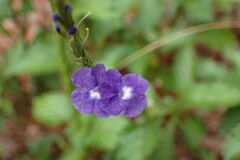 Stachytarpheta cayennensis