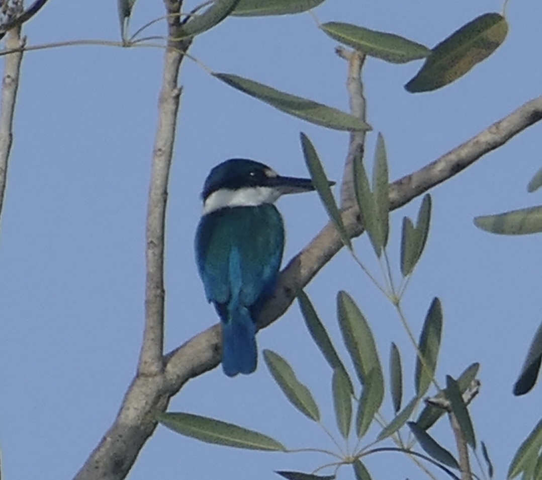 Collared Kingfisher