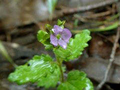 Veronica calycina