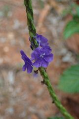 Stachytarpheta cayennensis