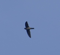 Aerodramus vanikorensis
