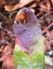 Aspilanta argentifera