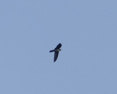 Aerodramus vanikorensis