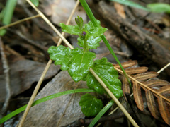 Veronica calycina