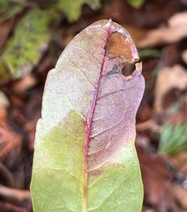 Aspilanta argentifera