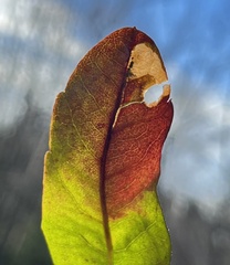 Aspilanta argentifera