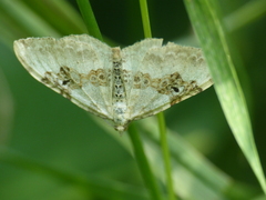 Xanthorhoe montanata