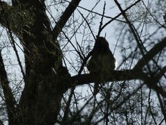 Passer hispaniolensis