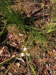 Moraea tricuspidata