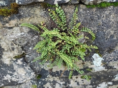 Asplenium trichomanes