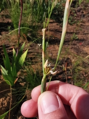 Moraea tricuspidata