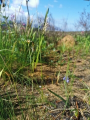 Moraea tricuspidata