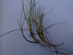 Carex rossii