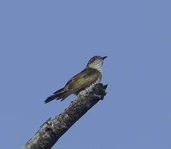 Chrysococcyx minutillus