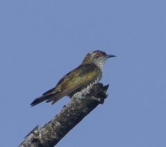 Chrysococcyx minutillus