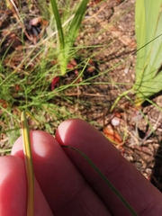 Moraea tricuspidata
