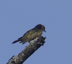 Chrysococcyx minutillus