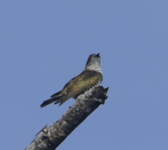 Chrysococcyx minutillus