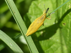Lixus iridis