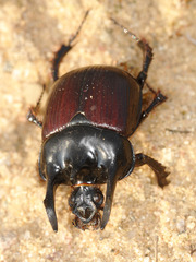 Typhaeus typhoeus