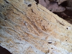 Basidioradulum radula