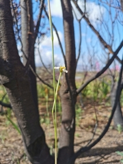 Moraea tricuspidata