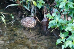 Ixobrychus eurhythmus