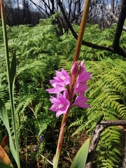 Watsonia marginata