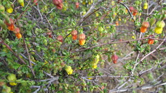 Hermannia stipulacea