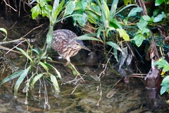 Ixobrychus eurhythmus