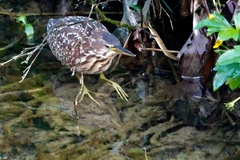 Ixobrychus eurhythmus