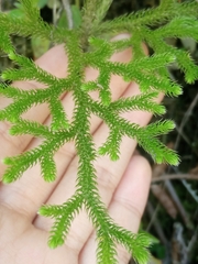 Lycopodiaceae