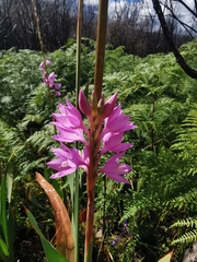 Watsonia marginata