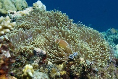 Heteractis magnifica