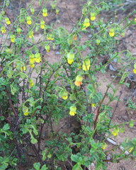 Hermannia stipulacea